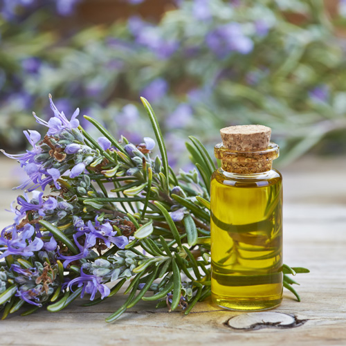 Rosemary Oil Manufacturer in Delhi